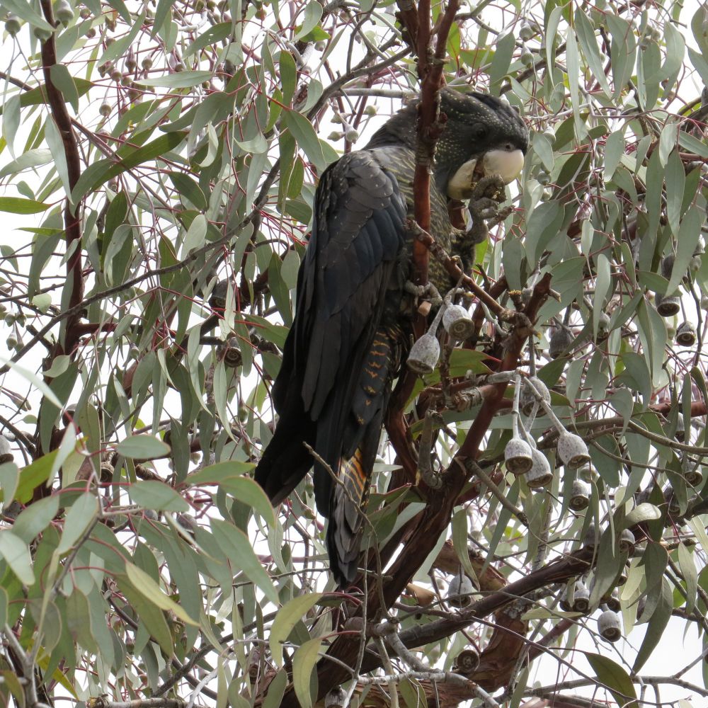 Ted tailed black cockatoo sitting on a eucalyptus branch eating nuts. The bird is holding the nut with its right foot close to its mouth. The wings and back of the bird are black, the face is black with yellow dots, the front is black with yellow stripes. It has a number of smaller tail feathers that are only just coming out. They are black with horizontal red stripes. The larger tail feathers have a more pronounced horizontal banding and the colours go from yellow to orange to red bands. The bird is surrounded by leaves from the tree. The nuts of the tree are relatively small and of a silver colour.the nuts look like small inverted silver cups.