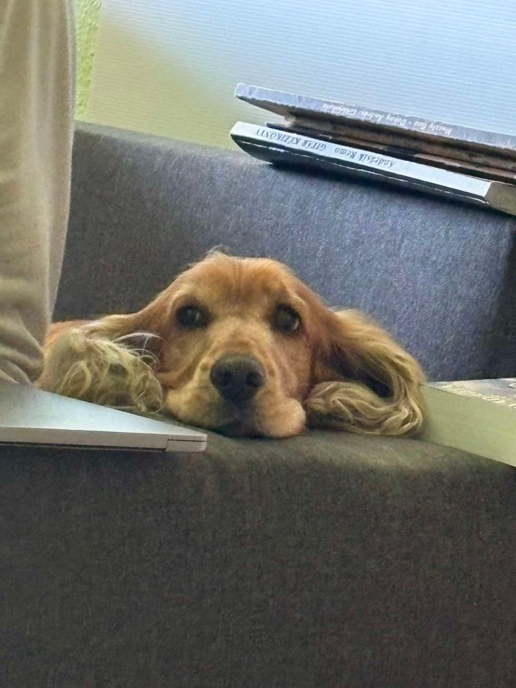 My cocker spaniel, Molly, on our couch. :) 