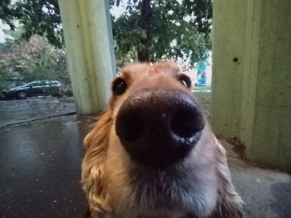 My dog, looking like she has 0 thoughts currently, pressing her nose against my phone's camera. 