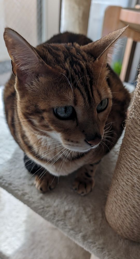 飼い主に意図が伝わらない気がしてきたベンガル