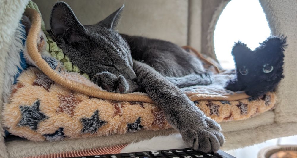 キャットタワーの巣箱で眠る猫