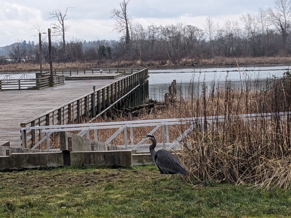 View of pier by London's Landing, Steveston BC. Shady Island in background with a Heron stalking through foliage.
