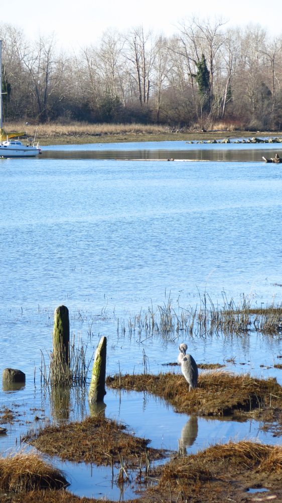 Old pilings and clumps of vegetation along the riverbank. A Heron waiting for lunch to swim by.