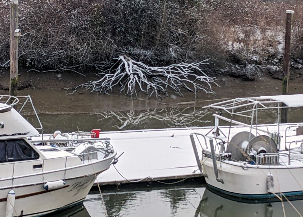 fishing boats docked at Scotch Pond, Garry Point, Steveston BC. Low tide, showing muddy bank & a fallen dead tree frosted in snow, reflecting on the water.