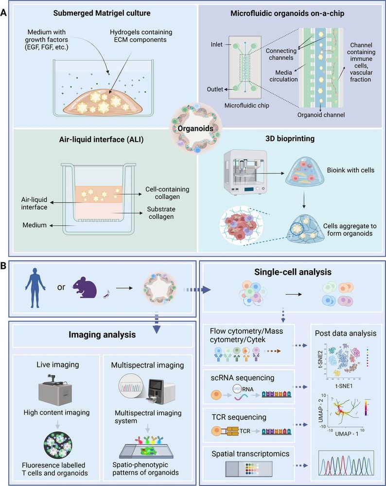 New Journal for ImmunoTherapy of Cancer review: Tumor organoids in immunotherapy: from disease modeling to translational research https://bit.ly/40ZwMGH 🧪

#JITC #ImmunoSky #OncSkt #MedSky
