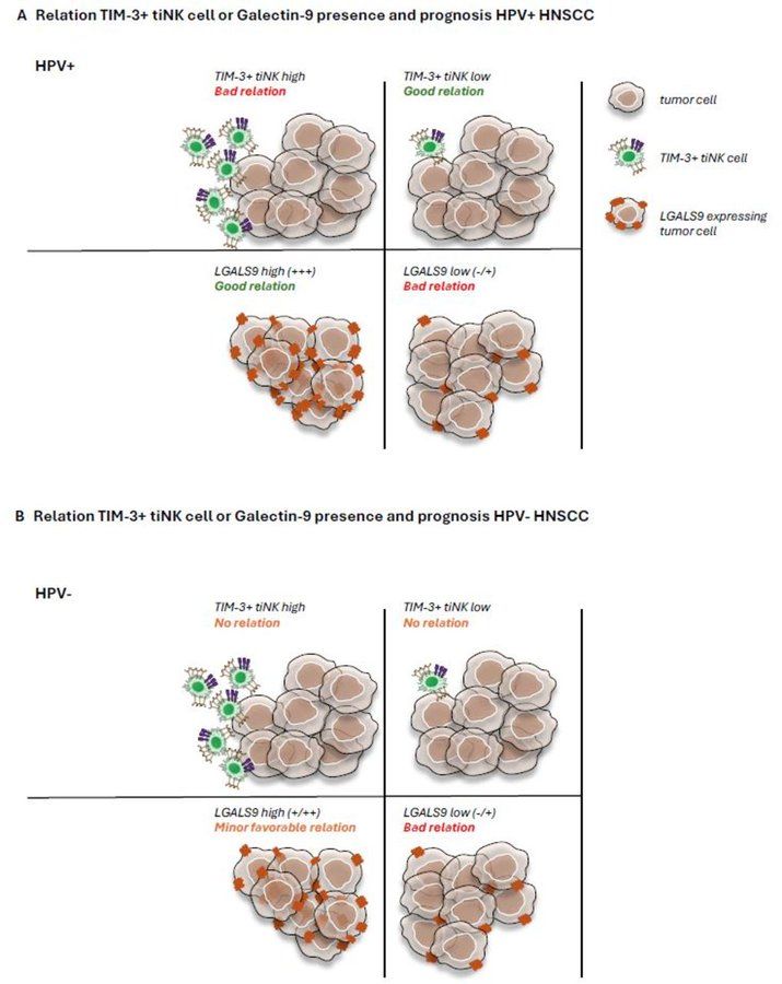 New Journal for ImmunoTherapy of Cancer commentary: Commentary on differential impact of TIM-3 ligands on NK cell function https://bit.ly/4kEJNg3 🧪

#JITC #ImmunoSky #MedSky #OncSky