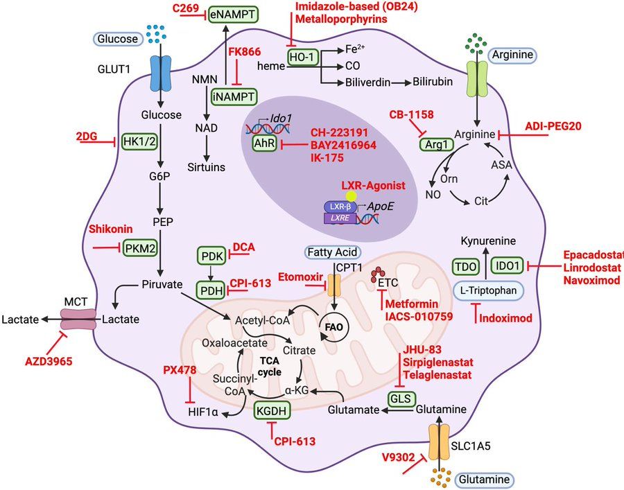 New Journal for ImmunoTherapy of Cancer review: Myeloid metabolism and its role in immunotherapy of cancer https://jitc.bmj.com/content/13/11/e012127

#JITC #MedSky 🧪