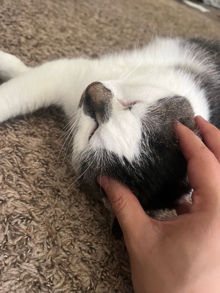 Me scratching my cat Nina’s forehead 