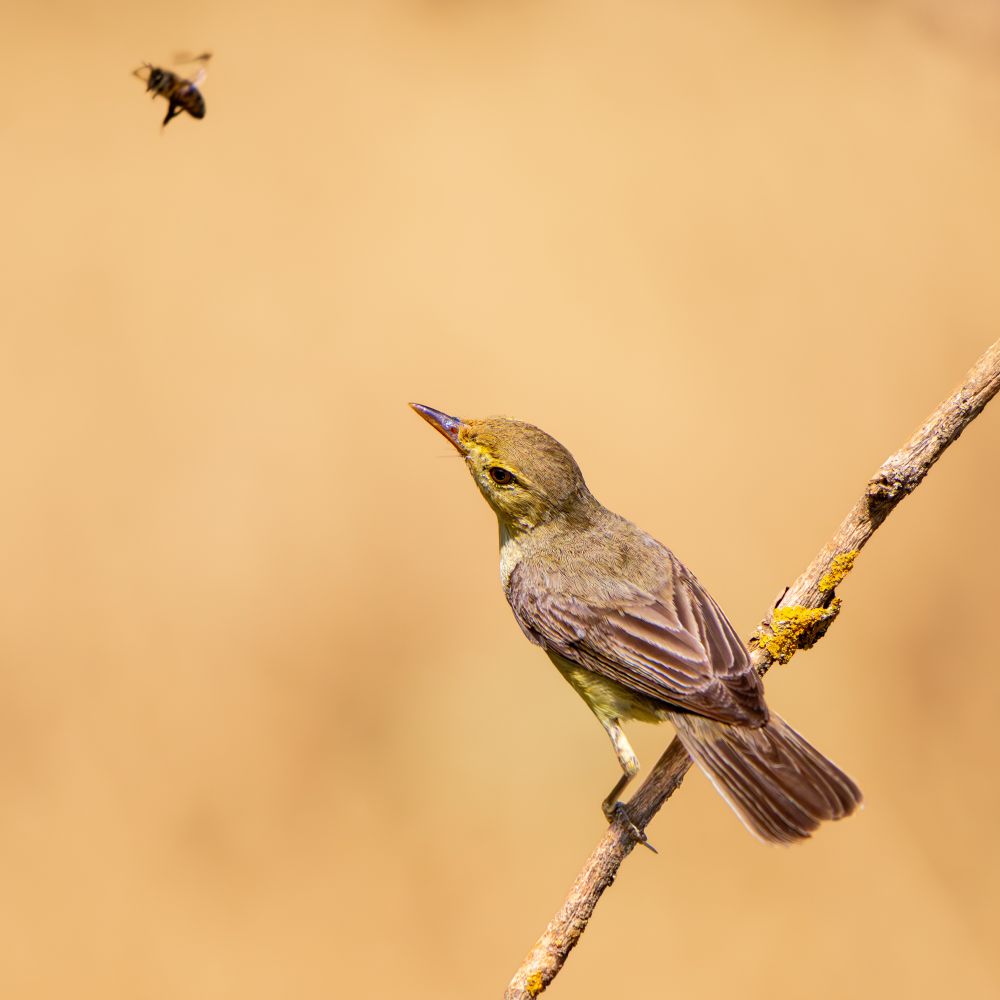 𝗣𝗶𝗰𝘁𝘂𝗿𝗲 𝗗𝗲𝘀𝗰𝗿𝗶𝗽𝘁𝗶𝗼𝗻 (𝗘𝗻𝗴): Clinging to a very inclined branch, this melodious warbler watches a honeybee, we don't know if with caution or with hunger.

𝗗𝗲𝘀𝗰𝗿𝗶𝗽𝗰𝗶𝗼́𝗻 (𝗘𝘀𝗽): Aferrado a una rama muy inclinada, este zarcero común observa una abeja melífera, no sabemos si con prevención o con hambre.

Cámara Panasonic Lumix G90/G95
Objetivo Panasonic 100-300 ƒ3.5-5.6 II
Datos Exif: Modo Manual, ƒ5.6, 1/2500s, ISO 1600, 600mm equivalente

Científico: Hippolais polyglotta
Castellano: Zarcero Común o Zarcero Políglota
Catalá: Bosqueta, Busqueta, Xenna o Xerna
Euskera: Sasi-txori Arrunta
Galego: Folosa Políglota, Folosa Amarela ou Fulepa Amarela
Português: Felosa-Poliglota
Italiano: Canapino
English: Melodious Warbler
Français: Hypolaïs Polyglotte
Deutsch: Orpheusspötter
