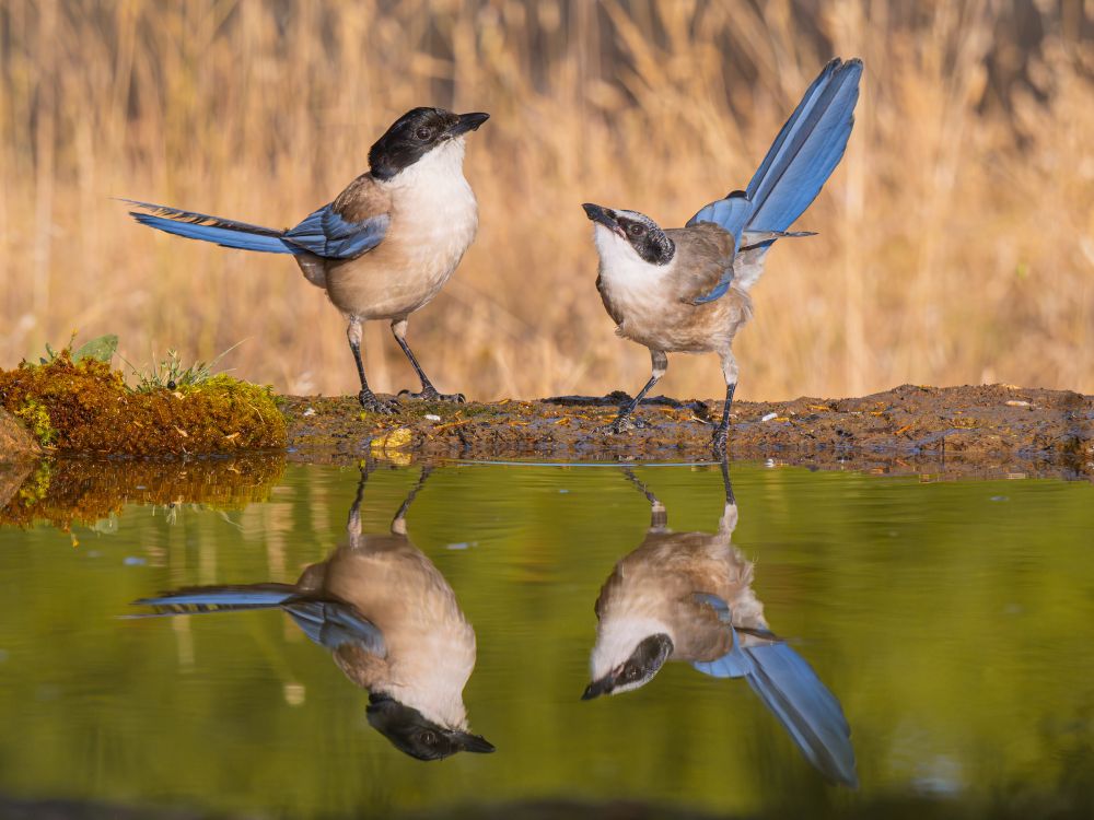 𝗣𝗶𝗰𝘁𝘂𝗿𝗲 𝗗𝗲𝘀𝗰𝗿𝗶𝗽𝘁𝗶𝗼𝗻 (𝗘𝗻𝗴): Two Iberian Magpie next to a drinking pool are reflected in the water as if it were a mirror. The warm, low-angle morning golden-light lends a warm ambiance to the scene. The image was taken at a Vultour Naturaleza hide in the Duratón River Gorges Natural Park, near the small town of Sepúlveda (Segovia, Spain).

𝗗𝗲𝘀𝗰𝗿𝗶𝗽𝗰𝗶𝗼́𝗻 (𝗘𝘀𝗽): Dos rabilargos ibéricos junto a un bebedero  se reflejan en el agua como si fuera un espejo. La luz dorada de la mañana, cálida y baja, proporciona un ambiente cálido a la escena. La imagen fue tomada en un Hide de Vultour Naturaleza en el Parque Natural de las Hoces del Río Duraron, en las proximidades de la Localidad de Sepúlveda (Segovia, España). 

Camara Panasonic Lumix G90
Objetivo Panasonic 100-300 ƒ3.5-5.6 II 
Datos de la toma: Modo manual, ISO 1600, diafragma ƒ7,1, velocidad de obturación 1/1250s, distancia focal 324mm equivalente.

Científico: Cyanopica cooki
Castellano: Rabilargo, Rabúo o Mohíno
Catalá: Garsa Blava
Euskera: Mika Urdin
Galego: Pega Azul
Português: Pega-Azul ou Charneco
Italiano: Gazza Aliazzurre Spagnola o Gaza Iberica
English: Iberian Magpie
Français: Pie-Bleue Ibérique 
Deutsch: Blauelster