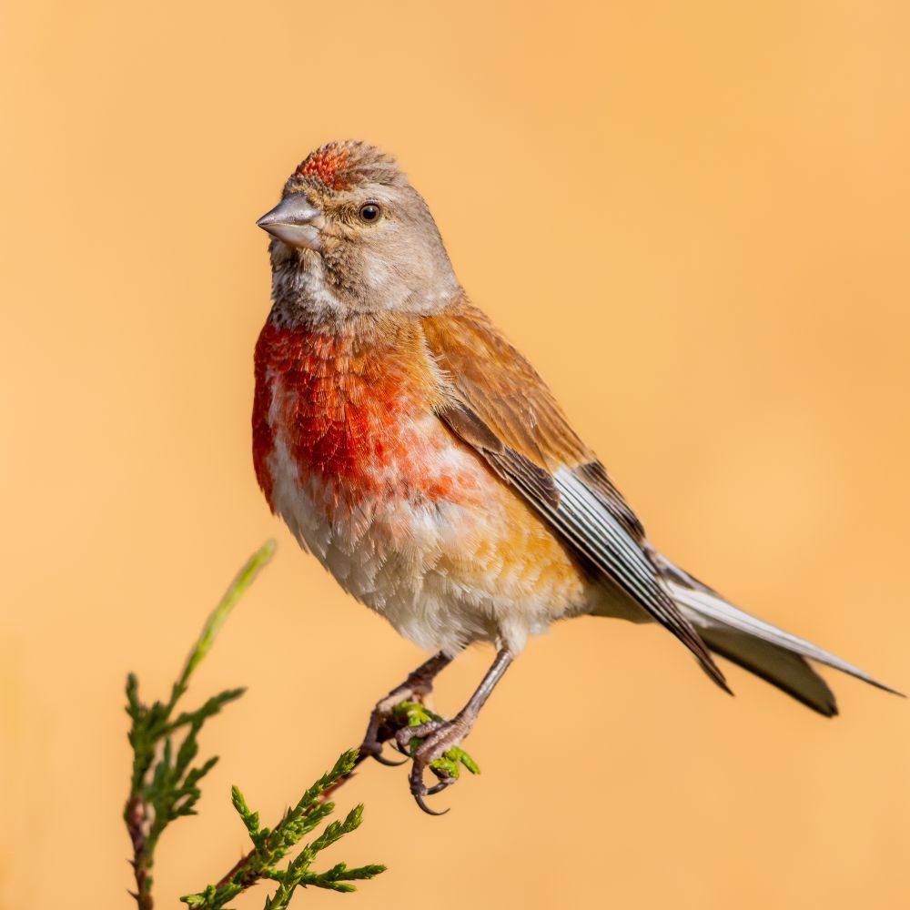 𝗣𝗶𝗰𝘁𝘂𝗿𝗲 𝗗𝗲𝘀𝗰𝗿𝗶𝗽𝘁𝗶𝗼𝗻 (𝗘𝗻𝗴): A Common Linnet perches at the edge of a juniper bush, which incredibly supports its weight. The bird displays splendid ochre-hued plumage, with its chest and forehead standing out in a vivid carmine. The background is golden in the light of dawn in the fields of the Sepúlveda region (Segovia province).

𝗗𝗲𝘀𝗰𝗿𝗶𝗽𝗰𝗶𝗼́𝗻 (𝗘𝘀𝗽): Un Pardillo Común encarando al extremo de un arbusto de sabina que, increíblemente sostiene su peso. El pajarito exhibe un espléndido plumaje de tonos ocres destacando el pecho y la frente de un encendido color carmín. El fondo es dorado por la luz del amanecer en los campos de la comarca de Sepúlveda (provincia de Segovia).

Cámara Panasonic Lumix G90
Objetivo Panasonic 100-300 ƒ4.5-5.6 II
Datos Exif: Modo Manual, ƒ7.1, 1/1250s, ISO 1600, 600mm equivalente

Científico: Linaria cannabina
Castellano: Pardillo Común
Catalá: Passerell Comú o Passerell Eurasiàtic
Euskara: Txoka Arruna edo Nabasitxori
Galego: Liñaceiro Común ou Liñaceiro de Bico Escuro
Português: Pintarroxo-Europeu, Pintarroxo-de-Bico-Escuro ou Pintarroxo-Comum
Italiano: Fanello ou Fanello Comune
English: Common Linnet
Français: Linotte Mélodieuse
Deutsch: Bluthänfling
