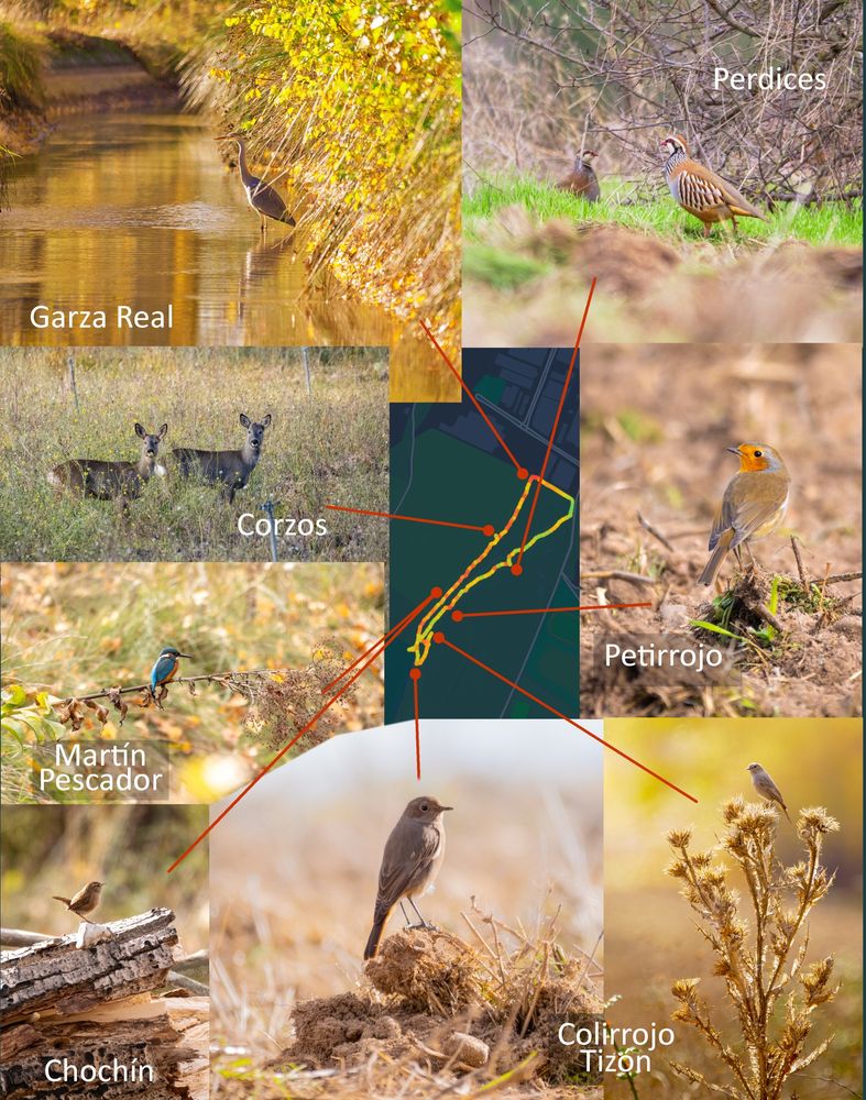 𝗣𝗶𝗰𝘁𝘂𝗿𝗲 𝗗𝗲𝘀𝗰𝗿𝗶𝗽𝘁𝗶𝗼𝗻 (𝗘𝗻𝗴): A collage of shots taken during a walk in the countryside. It includes a grey heron in a canal surrounded by autumnal vegetation, two roe deer in a meadow, a covey of partridges in a grassy area, a robin perched on the ground, a kingfisher on a branch, a wren perched on a tree trunk, a black redstart on a mound of earth, and another among dry vegetation. In the center is a map showing the route of the walk and arrows indicating where each animal was observed.

𝗗𝗲𝘀𝗰𝗿𝗶𝗽𝗰𝗶𝗼́𝗻 (𝗘𝘀𝗽): Collage de fotografías tomadas durante un paseo por el campo. Incluye una garza real en un canal rodeado de vegetación otoñal, dos corzos en un prado, un bando de perdices en una zona herbácea, un petirrojo posado en el suelo, un martín pescador sobre una rama, un chochín posado en un tronco, un colirrojo tizón en un montículo de tierra y otro entre vegetación seca. En el centro aparece un mapa con la ruta del paseo y flechas señalando dónde se observó cada animal.