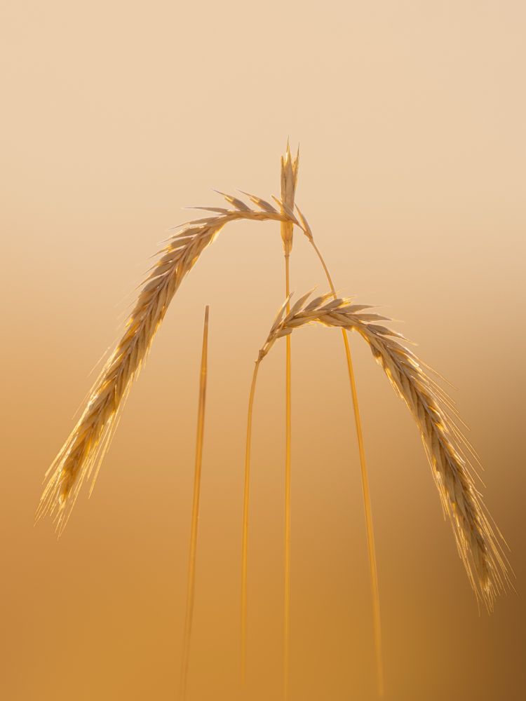 𝗣𝗶𝗰𝘁𝘂𝗿𝗲 𝗗𝗲𝘀𝗰𝗿𝗶𝗽𝘁𝗶𝗼𝗻 (𝗘𝗻𝗴): Three ears of ripe grain are seen, with the stem bent by the weight of the grain, against a golden background typical of Castilian (and European) fields in summer, at harvest time.

𝗗𝗲𝘀𝗰𝗿𝗶𝗽𝗰𝗶𝗼́𝗻 (𝗘𝘀𝗽): Se ven tres espigas de cereal maduro, con el tallo doblado por el peso del grano, contra un fondo dorado propio de los campos castellanos en verano, en tiempo de cosecha.

Camara Panasonic Lumix G90/G95
Objetivo Panasonic 100-300 ƒ3.5-5.6 II
Datos Exif: Modo Manual, ƒ5.6, 1/2000s, ISO 800, 600mm equivalente