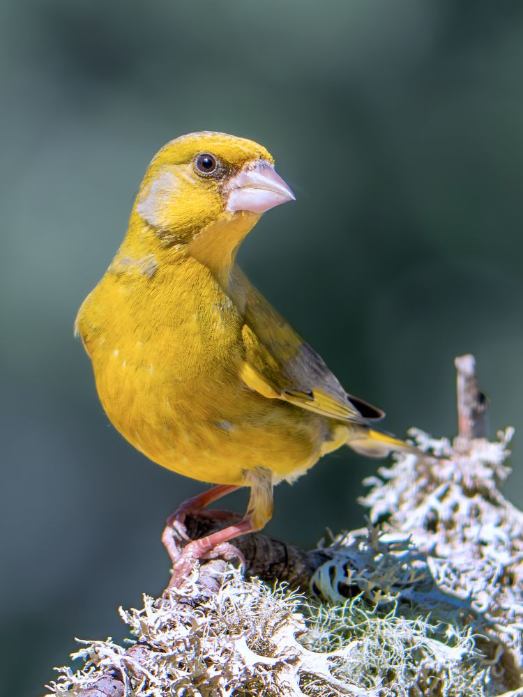 𝗣𝗶𝗰𝘁𝘂𝗿𝗲 𝗗𝗲𝘀𝗰𝗿𝗶𝗽𝘁𝗶𝗼𝗻 (𝗘𝗻𝗴): A colorful greenfinch perched on a large tuft of lichen looks around suspiciously.

𝗗𝗲𝘀𝗰𝗿𝗶𝗽𝗰𝗶𝗼́𝗻 (𝗘𝘀𝗽): Un colorido verderón común posado sobre un gran penacho de líquenes observa a su alrededor con desconfianza.

Camara Panasonic Lumix G90
Objetivo Panasonic 100-300 ƒ3.5-5.6 II
Datos de la toma: Modo manual, ISO 500, diafragma ƒ5.6, velocidad de obturación 1/640s, distancia focal 600 mm equivalente.

Científico: Chloris chloris
Castellano: Verderón
Catalá: Verderol o Verdum
Euskera: Txorru Arrunta
Galego: Verderolo
Português: Verdilhão
Italiano: Verdone o Verdello
English: Greenfinch
Français: Verdier
Deutsch: Grünfink