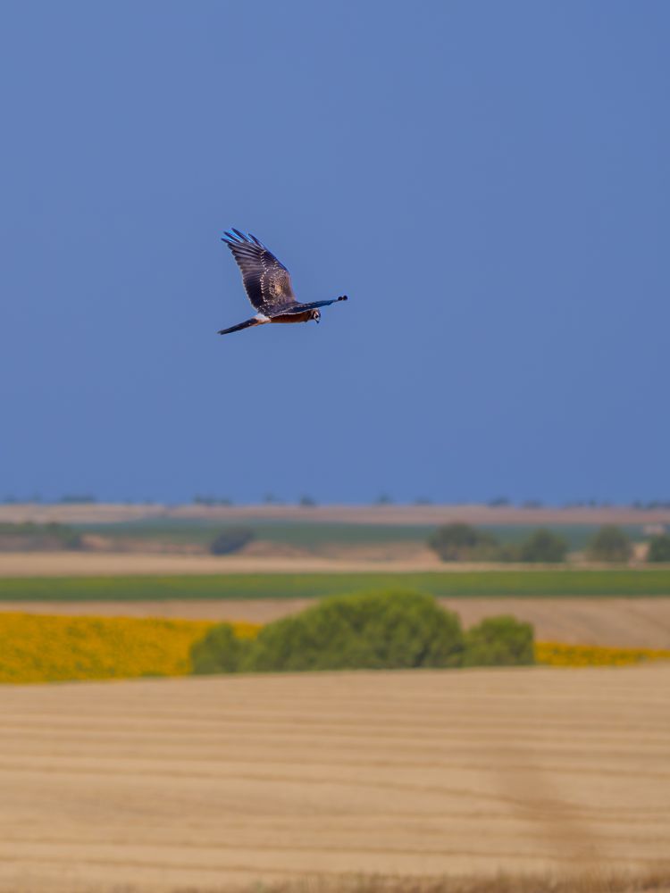 𝗣𝗶𝗰𝘁𝘂𝗿𝗲 𝗗𝗲𝘀𝗰𝗿𝗶𝗽𝘁𝗶𝗼𝗻 (𝗘𝗻𝗴): A Montagu's Harrier glides leisurely, lowering its head to clearly observe the ground, searching for small prey to hunt. The bird's silhouette stands out against a deep blue sky, and below are areas of recently harvested grain, scattered pine forests, and the occasional sunflower field.

𝗗𝗲𝘀𝗰𝗿𝗶𝗽𝗰𝗶𝗼́𝗻 (𝗘𝘀𝗽): Un aguilucho cenizo planea con parsimonia mientras baja la cabeza para poder observar con claridad el suelo, buscando pequeñas presas para cazar. El ave se recorta contra un intenso cielo azul y, debajo, tierras de cereal recién cosechadas,  pequeños pinares dispersos y algún campo en el que crecen los girasoles.

Cámara Panasonic Lumix G90/G95
Objetivo Panasonic 100-300 ƒ3.5-5.6 II
Datos Exif: Modo Manual, ƒ7.1, 1/4000s, ISO 800, 550mm equivalente

Científico: Circus pygargus
Castellano: Aguilucho cenizo
Catalá: Arpella Cendrosa, Esparver Cendrós o Arpellot Cendrós
Euskera: Mirotz Urdina
Galego: Tartaraña Cincenta
Português: Tartaranhão-Caçador ou Águia-Caçadeira
Italiano: Albanella Minore
English: Montagu's Harrier
Français: Busard Cendré ou Busard de Montagu
Deutsch: Wiesenweihe