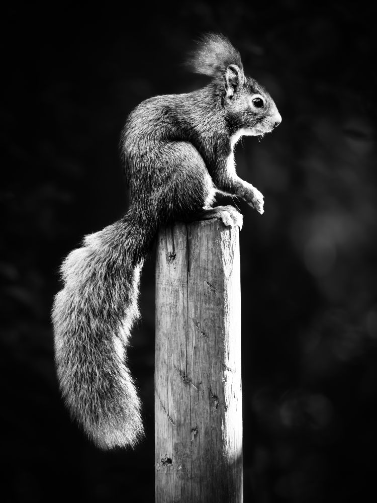 𝗣𝗶𝗰𝘁𝘂𝗿𝗲 𝗗𝗲𝘀𝗰𝗿𝗶𝗽𝘁𝗶𝗼𝗻 (𝗘𝗻𝗴): A highly contrasted black and white photograph shows a squirrel standing on a pole, backlit and silhouetted against a fairly dark background.

𝗗𝗲𝘀𝗰𝗿𝗶𝗽𝗰𝗶𝗼́𝗻 (𝗘𝘀𝗽): Fotografía en blanco y negro, muy contrastada, en ella aparece subida a un poste una ardilla en contraluz que se recorta contra un fondo bastante oscuro.

Cámara Panasonic Lumix G90/G95
Objetivo Panasonic 100-300 ƒ3.5-5.6 II
Datos Exif: Modo Manual, ƒ5.6, 1/200s, ISO 1600, 600mm equivalente

Científico: Sciurus vulgaris
Castellano: Ardilla Común o Ardilla Roja
Catalá: Esquirol Vermell o Esquirol Comú
Euskera: Katagorri Arrunta edo Urtxintxa Arrunta
Galego: Esquío Vermello
Português: Esquilo-Vermelho
Italiano: Scoiattolo Rosso
English: Red Squirrel
Français: Écureuil Roux
Deutsch: Eichhörnchen