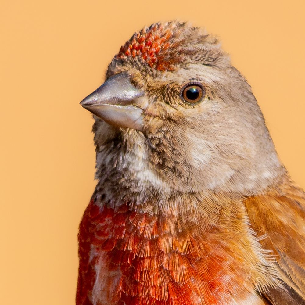 𝗣𝗶𝗰𝘁𝘂𝗿𝗲 𝗗𝗲𝘀𝗰𝗿𝗶𝗽𝘁𝗶𝗼𝗻 (𝗘𝗻𝗴): Detail of the previous photo, focusing on the head of the Common Linnet, allowing us to appreciate its intense beige, ochre, brown, and, above all, carmine colors. We can also see that the little bird's crest is raised, perhaps because something has frightened it.

𝗗𝗲𝘀𝗰𝗿𝗶𝗽𝗰𝗶𝗼́𝗻 (𝗘𝘀𝗽): Detalle de la foto anterior, centrado en la cabeza del Pardillo Común para apreciar sus intensos colores beises, ocres, marrones y, sobre todo, carmín. También podemos apreciar que el pajarito tiene la cresta erizada, tal vez porque algo le ha asustado.

Cámara Panasonic Lumix G90
Objetivo Panasonic 100-300 ƒ4.5-5.6 II
Datos Exif: Modo Manual, ƒ7.1, 1/1250s, ISO 1600, 600mm equivalente

Científico: Linaria cannabina
Castellano: Pardillo Común
Catalá: Passerell Comú o Passerell Eurasiàtic
Euskara: Txoka Arruna edo Nabasitxori
Galego: Liñaceiro Común ou Liñaceiro de Bico Escuro
Português: Pintarroxo-Europeu, Pintarroxo-de-Bico-Escuro ou Pintarroxo-Comum
Italiano: Fanello ou Fanello Comune
English: Common Linnet
Français: Linotte Mélodieuse
Deutsch: Bluthänfling