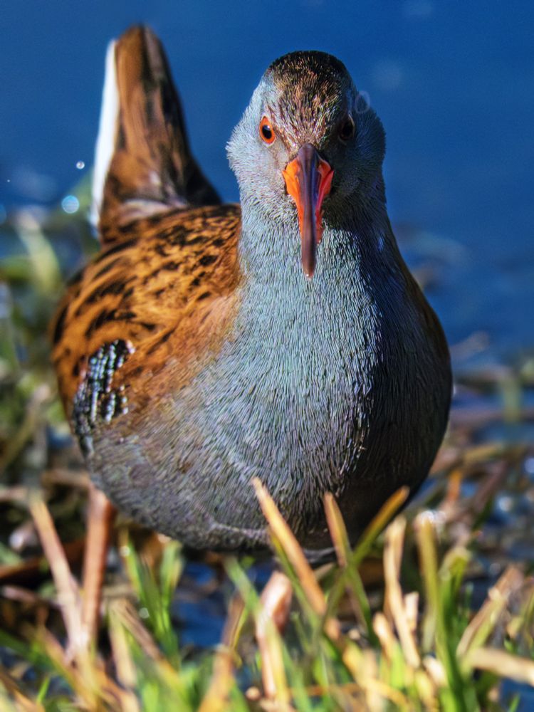 𝗣𝗶𝗰𝘁𝘂𝗿𝗲 𝗗𝗲𝘀𝗰𝗿𝗶𝗽𝘁𝗶𝗼𝗻 (𝗘𝗻𝗴): Front view of a Water Rail on the shore of a pond, staring intently, perhaps searching for something to eat. The light is golden and low-angle, characteristic of the early morning hours, which makes the part of the bird on our right more contrasting.

𝗗𝗲𝘀𝗰𝗿𝗶𝗽𝗰𝗶𝗼́𝗻 (𝗘𝘀𝗽): Vista frontal de un rascón en la orilla de una laguna mirando concentrado, quizá en busca de algo de comida. La luz es dorada y muy baja, característica de las primeras horas de la mañana, lo que hace que la parte de nuestra derecha del ave quede más contrastada.

Camara Panasonic Lumix G90/G95
Objetivo Panasonic 100-300 ƒ4.5-5.6 II
Datos Exif: Modo Manual, ƒ8.0, 1/4000s, ISO 5000, 600mm equivalente

Científico: Rallus Aquaticus
Castellano: Rascón Europeo
Catalá: Rascló Occidental
Euskera: Uroilanda Handia
Galego: Furamatos Comun
Português: Frango-d’Agua-Europeu
Italiano: Porciglione Europeo
English: Water Rail
Français: Râle d’Eau
Deutsch: Wasserralle