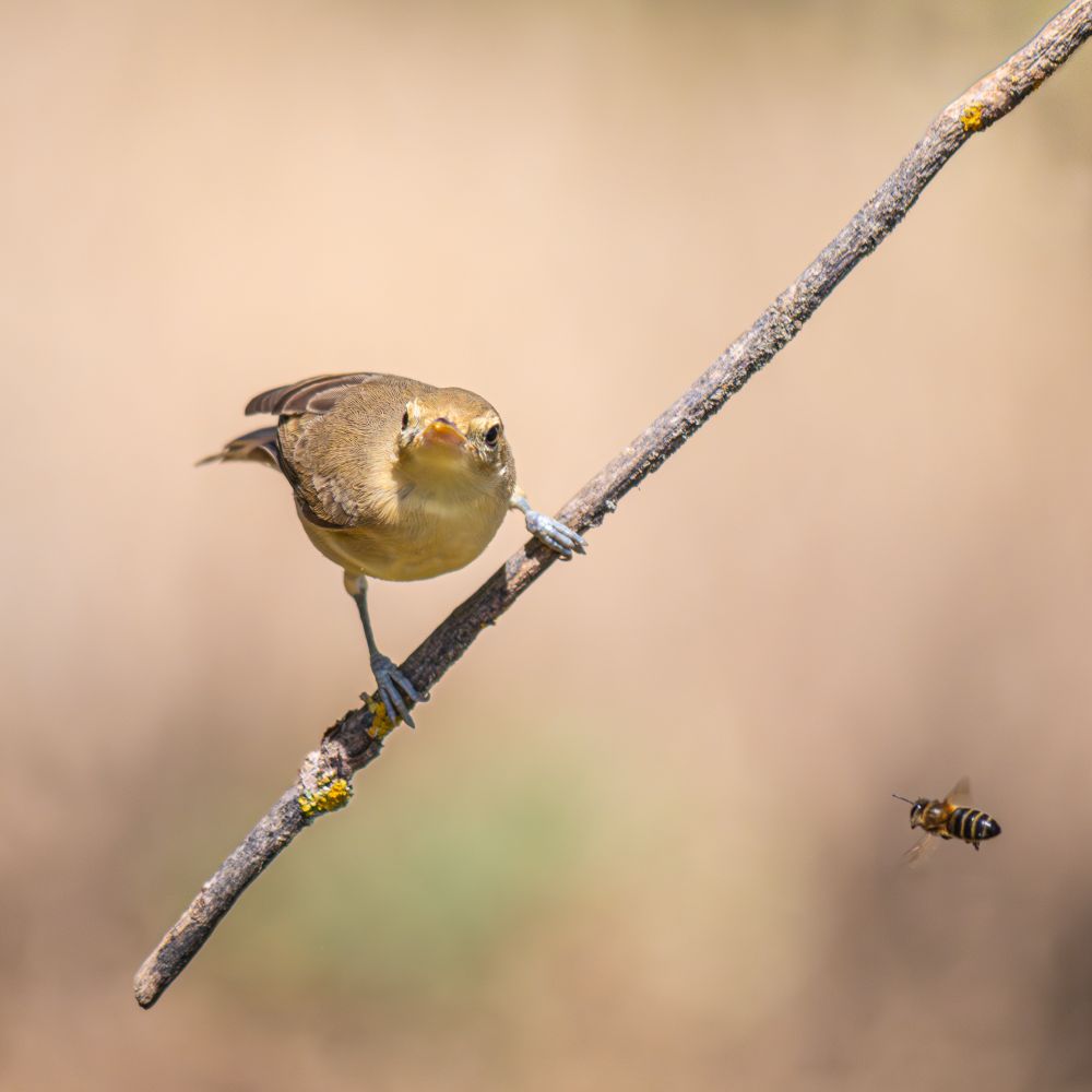 𝗣𝗶𝗰𝘁𝘂𝗿𝗲 𝗗𝗲𝘀𝗰𝗿𝗶𝗽𝘁𝗶𝗼𝗻 (𝗘𝗻𝗴): This melodious warbler looks straight ahead at the photographer, perched on a descending branch, while a European honeybee flies by.

𝗗𝗲𝘀𝗰𝗿𝗶𝗽𝗰𝗶𝗼́𝗻 (𝗘𝘀𝗽): Este zarcero común mira al frente, en dirección al fotógrafo, colgado de una rama descendente, mientras a su lado pasa una abeja melífera europea.

Cámara Panasonic Lumix G90/G95
Objetivo Panasonic 100-300 ƒ3.5-5.6 II
Datos Exif: Modo Manual, ƒ5.6, 1/1250s, ISO 800, 600mm equivalente

Científico: Hippolais polyglotta
Castellano: Zarcero Común o Zarcero Políglota
Catalá: Bosqueta, Busqueta, Xenna o Xerna
Euskera: Sasi-txori Arrunta
Galego: Folosa Políglota, Folosa Amarela ou Fulepa Amarela
Português: Felosa-Poliglota
Italiano: Canapino
English: Melodious Warbler
Français: Hypolaïs Polyglotte
Deutsch: Orpheusspötter