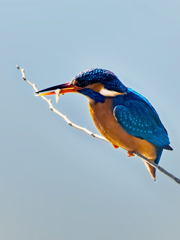 𝗣𝗶𝗰𝘁𝘂𝗿𝗲 𝗗𝗲𝘀𝗰𝗿𝗶𝗽𝘁𝗶𝗼𝗻 (𝗘𝗻𝗴): A female kingfisher perched on a bare branch suspended over the river, holding the small fish she has just caught in her beak. Her striking plumage of metallic blue and copper hues, with tiny droplets glimmering on it, draws our attention, as the bird has just emerged from the water.

𝗗𝗲𝘀𝗰𝗿𝗶𝗽𝗰𝗶𝗼́𝗻 (𝗘𝘀𝗽): Una hembra de Martín Pescador posada sobre una rama desnuda suspenida sobre el río; sujeta con su pico el pececillo que acaba de pescar. Nos llama la atención su conspicuo plumaje de tonos metálicos azules y cobrizos en el que centellean pequeñas gotitas, ya que el ave acaba de salir del agua.

Cámara Panasonic Lumix G90/G95
Objetivo Panasonic 100-300 ƒ3.5-5.6 II
Datos Exif: Modo Manual, ƒ7.1, 1/800s, ISO 1600, 600mm equivalente

Científico: Alcedo atthis
Castellano: Martín Pescador
Catalá: Blauet Comú
Euskera: Martin Arrantxalea
Galego: Picapeixe común
Português: Guarda-Rios-Comum
Italiano: Matin Pescatore
English: Common Kingfisher
Français: Martin Pecheur
Deutsch: Eisvogel