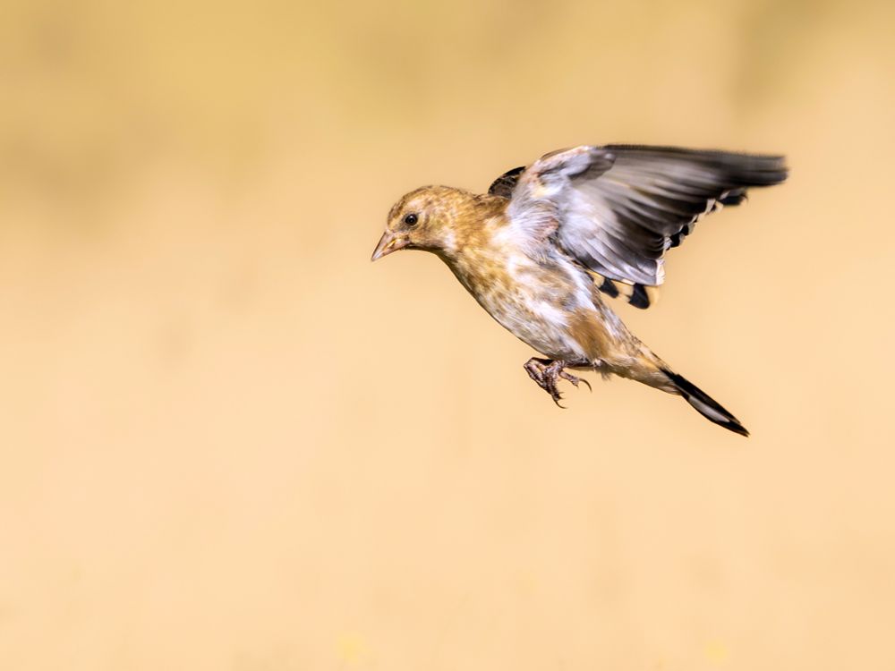𝗣𝗶𝗰𝘁𝘂𝗿𝗲 𝗗𝗲𝘀𝗰𝗿𝗶𝗽𝘁𝗶𝗼𝗻 (𝗘𝗻𝗴): A juvenile juvenile European flapping its wings in flight against a yellow background. In this case, its wings are up, allowing us to see its body, with its breast mottled with ochre and off-white, and the undersides of its wings whose light and dark feathers are barely colored.

𝗗𝗲𝘀𝗰𝗿𝗶𝗽𝗰𝗶𝗼́𝗻 (𝗘𝘀𝗽):  Jilguero juvenil batiendo las alas en pleno vuelo contra un fondo amarillo. En este caso tiene las alas hacia arriba, por lo que vemos su cuerpo, con el pecho jaspeado de ocre y blanco roto, y el reverso de las alas cuyas plumas, claras y oscuras, apenas tienen color.

Cámara Panasonic Lumix G90/G95
Objetivo Panasonic 100-300 ƒ4.5-5.6 II
Datos Exif: Modo Manual, ƒ5.6, 1/1600s, ISO 1600, 324mm equivalente

Científico: Carduelis carduelis
Castellano: Jilguero, Colorín o Cardelina
Català: Cadernera o Carderola
Euskara: Karnaba, Kardantxiloa edo Kardamiru
Galego: Xílgaro ou Picacardos
Português: Pintassilgo
Italiano: Cardellino
English: Goldfinch
Français: Chardonneret Élégant
Deutsch: Stieglitz auch Distelfink