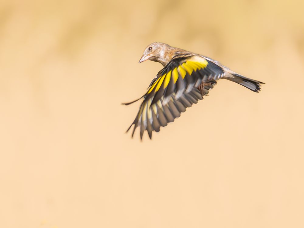 𝗣𝗶𝗰𝘁𝘂𝗿𝗲 𝗗𝗲𝘀𝗰𝗿𝗶𝗽𝘁𝗶𝗼𝗻 (𝗘𝗻𝗴): A juvenile European goldfinch in flight against a yellow background. In this case, its wings are down, so we can see the uperside of its feathers, with yellow and black stripes.

𝗗𝗲𝘀𝗰𝗿𝗶𝗽𝗰𝗶𝗼́𝗻 (𝗘𝘀𝗽): Jilguero juvenil en vuelo contra un fondo amarillo. En este caso tiene las alas hacia abajo por lo que vemos el anverso de sus plumas, con franjas amarillas y negras en las rémiges.

Cámara Panasonic Lumix G90/G95
Objetivo Panasonic 100-300 ƒ4.5-5.6 II
Datos Exif: Modo Manual, ƒ5.6, 1/1600s, ISO 1600, 324mm equivalente

Científico: Carduelis carduelis
Castellano: Jilguero, Colorín o Cardelina
Català: Cadernera o Carderola
Euskara: Karnaba, Kardantxiloa edo Kardamiru
Galego: Xílgaro ou Picacardos
Português: Pintassilgo
Italiano: Cardellino
English: Goldfinch
Français: Chardonneret Élégant
Deutsch: Stieglitz auch Distelfink