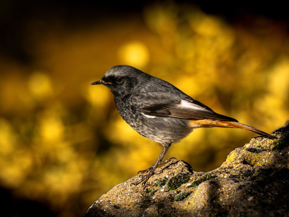 𝗣𝗶𝗰𝘁𝘂𝗿𝗲 𝗗𝗲𝘀𝗰𝗿𝗶𝗽𝘁𝗶𝗼𝗻 (𝗘𝗻𝗴): In a woodland setting with golden dawn light, a close-up of a black redstart is seen in profile on a rock with an out-of-focus background.

𝗗𝗲𝘀𝗰𝗿𝗶𝗽𝗰𝗶𝗼́𝗻 (𝗘𝘀𝗽): En un entorno boscoso con una luz dorada de amanecer, se ve un primer plano de un colirrojo tizón de perfil sobre una roca con un fondo desenfocado.

Camara Panasonic Lumix G90/G95
Objetivo M.Zuiko Digital ED 100‑400mm ƒ5.0‑6.3 IS
Datos Exif: Modo Manual, ƒ8.0, 1/1000s, ISO 2000, 800mm equivalente

Científico: Phoenicurus ochruros
Castellano: Colirrojo Tizón
Catalá: Cota Fumada
Euskera: Buztangorri iluna
Galego: Rabirrubio Tizón
Português: Rabirruivo-Preto
Italiano: Codirosso Spazzacamino
English: Black Redstart
Français: Rougequeue Noir
Deutsch: Hausrotschwanz