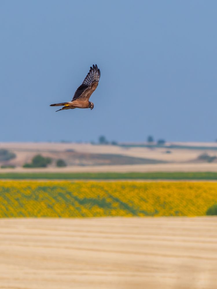 𝗣𝗶𝗰𝘁𝘂𝗿𝗲 𝗗𝗲𝘀𝗰𝗿𝗶𝗽𝘁𝗶𝗼𝗻 (𝗘𝗻𝗴): A Montagu's Harrier flies slowly over the field in search of prey to feed on. In the background, slightly out of focus, are areas of harvested grain and sunflower fields still growing. On the horizon, green and yellow patches intersect, revealing small slopes with areas of pine forest and scattered scrub.

𝗗𝗲𝘀𝗰𝗿𝗶𝗽𝗰𝗶𝗼́𝗻 (𝗘𝘀𝗽): Un aguilucho cenizo sobrevuela lentamente el campo en busca de presas con las que alimentarse, al fondo, un poco desenfocaras, se ven tierras de cereal ya cosechado y campos de girasoles aún en crecimiento. En el horizonte, las mancas verdes y amarillas se suceden, mostrando pequeños desniveles con zonas de pinar y matorral disperso.

Cámara Panasonic Lumix G90/G95
Objetivo Panasonic 100-300 ƒ3.5-5.6 II
Datos Exif: Modo Manual, ƒ7.1, 1/4000s, ISO 800, 550mm equivalente

Científico: Circus pygargus
Castellano: Aguilucho cenizo
Catalá: Arpella Cendrosa, Esparver Cendrós o Arpellot Cendrós
Euskera: Mirotz Urdina
Galego: Tartaraña Cincenta
Português: Tartaranhão-Caçador ou Águia-Caçadeira
Italiano: Albanella Minore
English: Montagu's Harrier
Français: Busard Cendré ou Busard de Montagu
Deutsch: Wiesenweihe