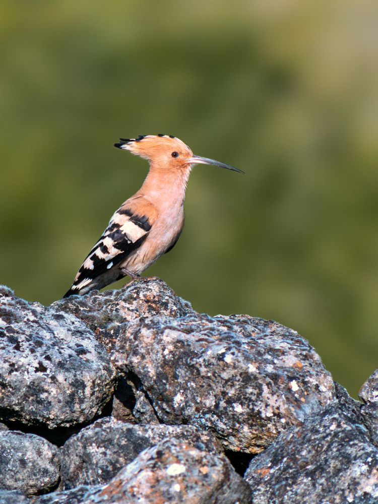 𝗣𝗶𝗰𝘁𝘂𝗿𝗲 𝗗𝗲𝘀𝗰𝗿𝗶𝗽𝘁𝗶𝗼𝗻 (𝗘𝗻𝗴): A hoopoe on the limestone mound where its nest is located. The photograph was taken near the Duratón River Gorges Natural Park in Segovia.

𝗗𝗲𝘀𝗰𝗿𝗶𝗽𝗰𝗶𝗼́𝗻 (𝗘𝘀𝗽): Una abubilla sobre el majanos de roca caliza en el que está su nido. La fotografía fue tomada en las inmediaciones del Parque Natural de las Hoces del río Duratón, en Segovia.

Camara Panasonic Lumix G90/G95
Objetivo Panasonic 100-300 ƒ3.5-5.6 II
Datos Exif: Modo Manual, ƒ5.6, 1/1600s, ISO 200, 600mm equivalente

Científico: Upupa epops
Castellano: Abubilla
Catalá: Puput o Palput
Euskara: Argi-Oilar Arrunta
Galego: Bubela ou Poupa
Português: Poupa
Italiano: Upupa o Plumbus
English: Hoopoe
Français: Huppe Fasciée
Deutsch: Wiedehopf