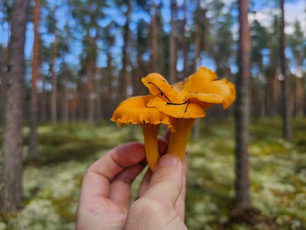 Photo of my left hand holding an orange, trumpet-shaped mushroom, about the size of a baseball. It's a chanterelle. In the background there's a blue sky peeking through a scots pine forest. The undergrowth is short green and grey patches of plants and mosses.