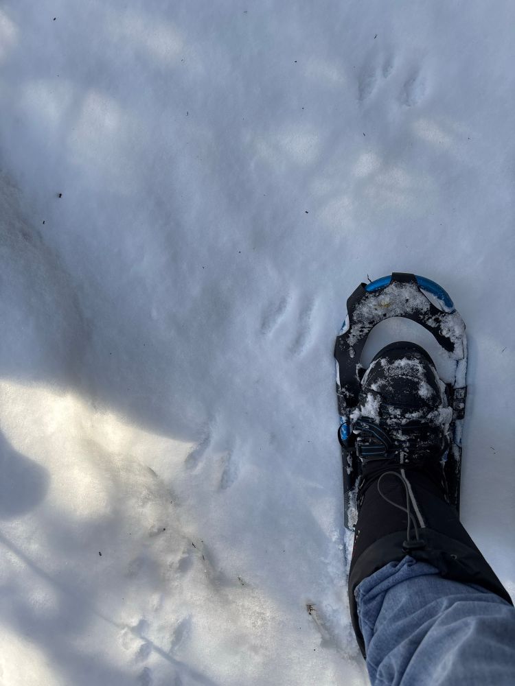 Animal prints in snow with snowshoe for rough scale 