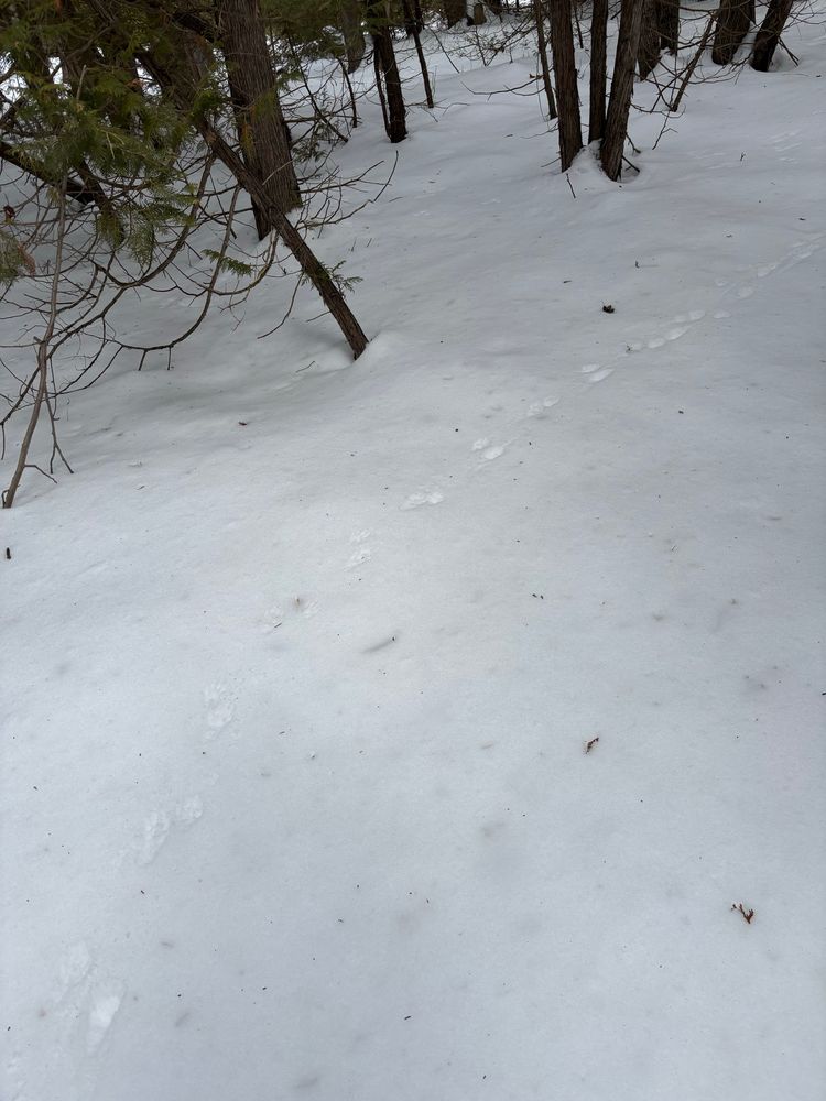 Animal prints in snow