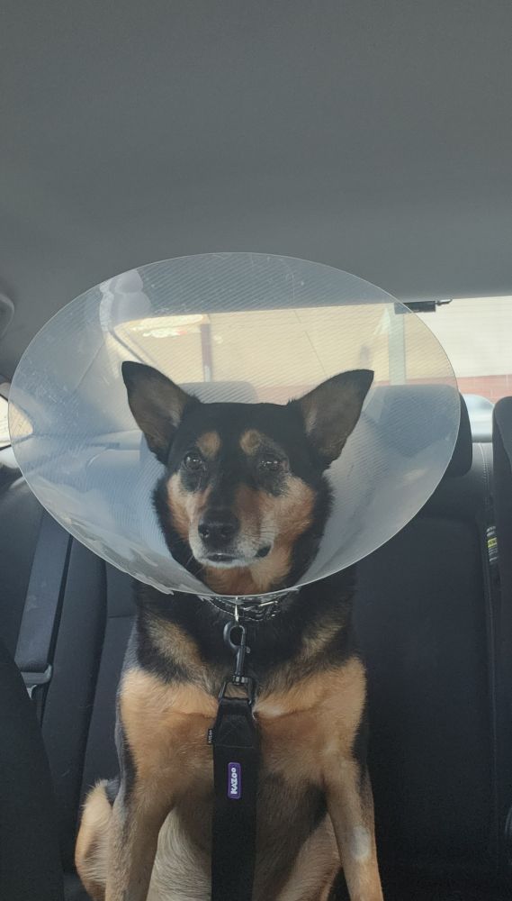 Frappe. A 10 year old kelpie. Wearing a cone.