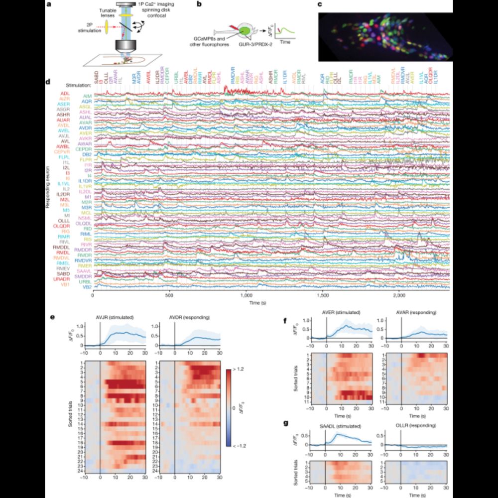 Neural signal propagation atlas of Caenorhabditis elegans - Nature