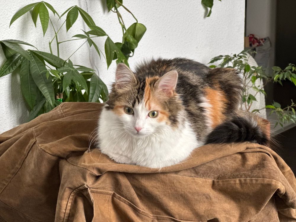 Chatonne toute fluffy posée sur une veste
