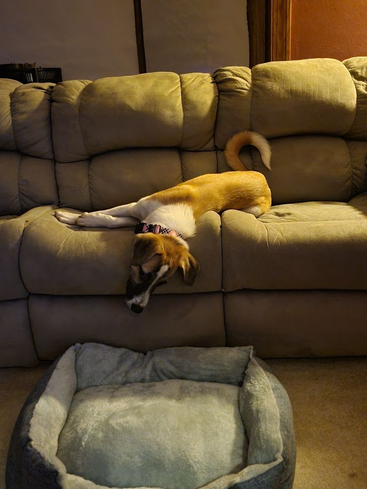 A picture of the new puppy, a hound mix.  Laying on the couch but looking down at her bed.