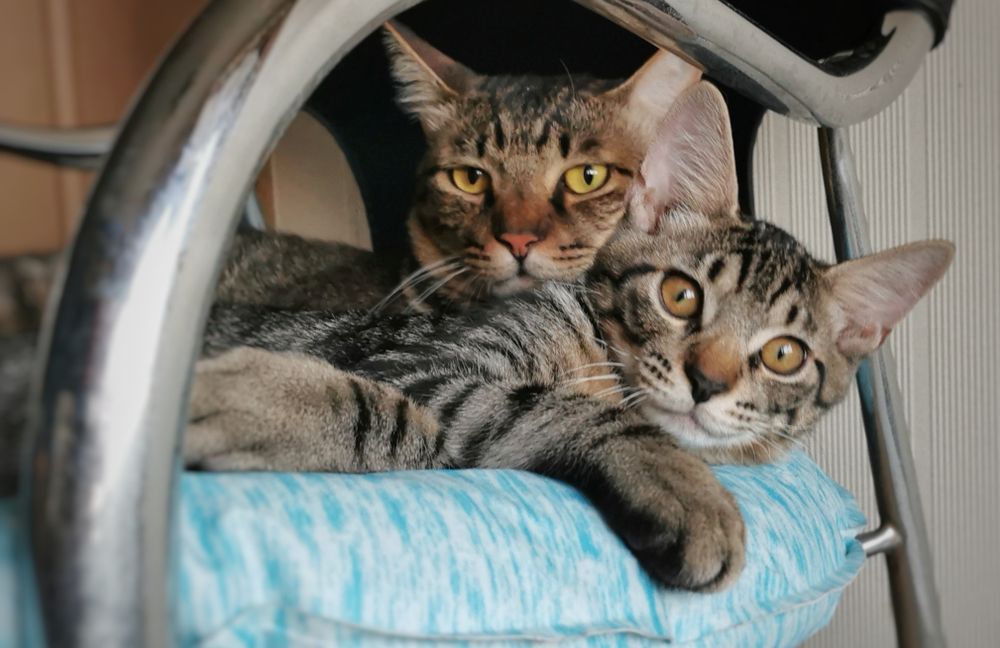 キジトラ叔父とキジトラ甥