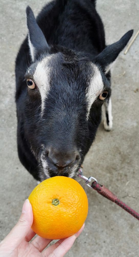 ヤギチャンにみかんをあげよう