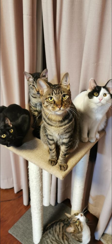 お爪とぎに乗った4猫、下から見上げる1猫