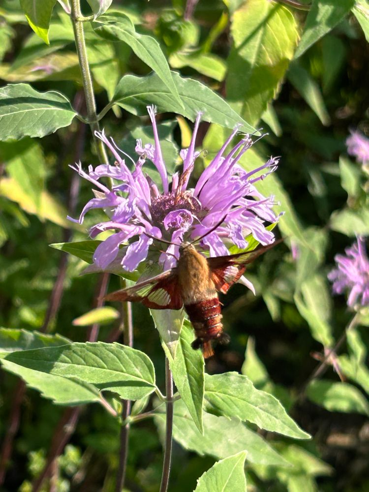 Hummingbird Clearwings Moth on Monarda