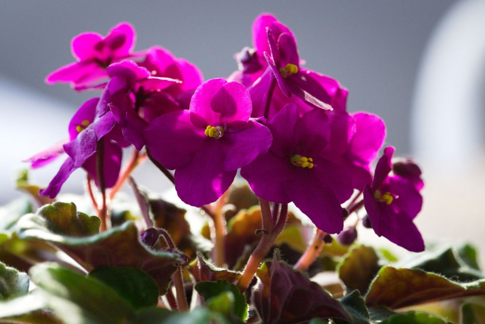 A cluster of vibrant violet flowers glows under the soft afternoon light. 