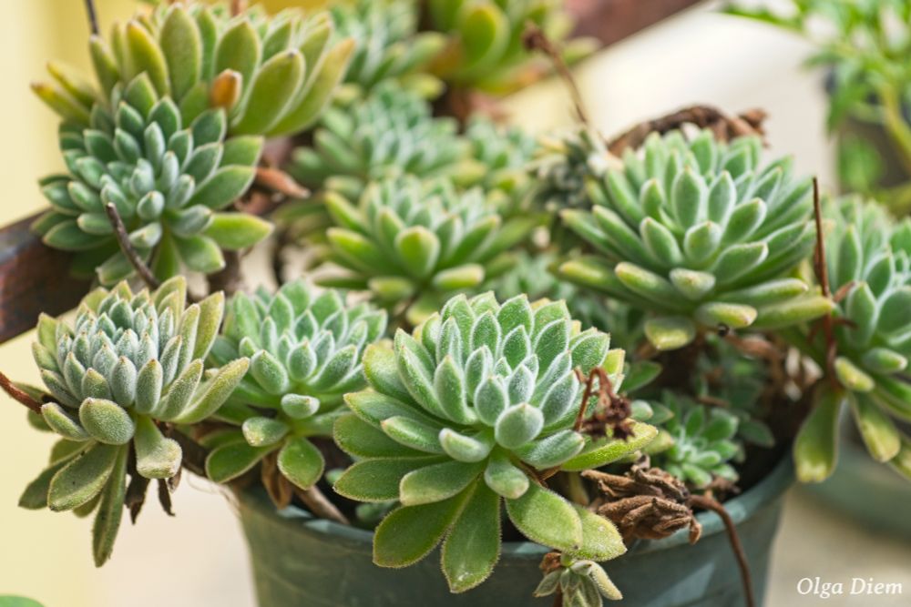 A photo of a bowl of green succulents