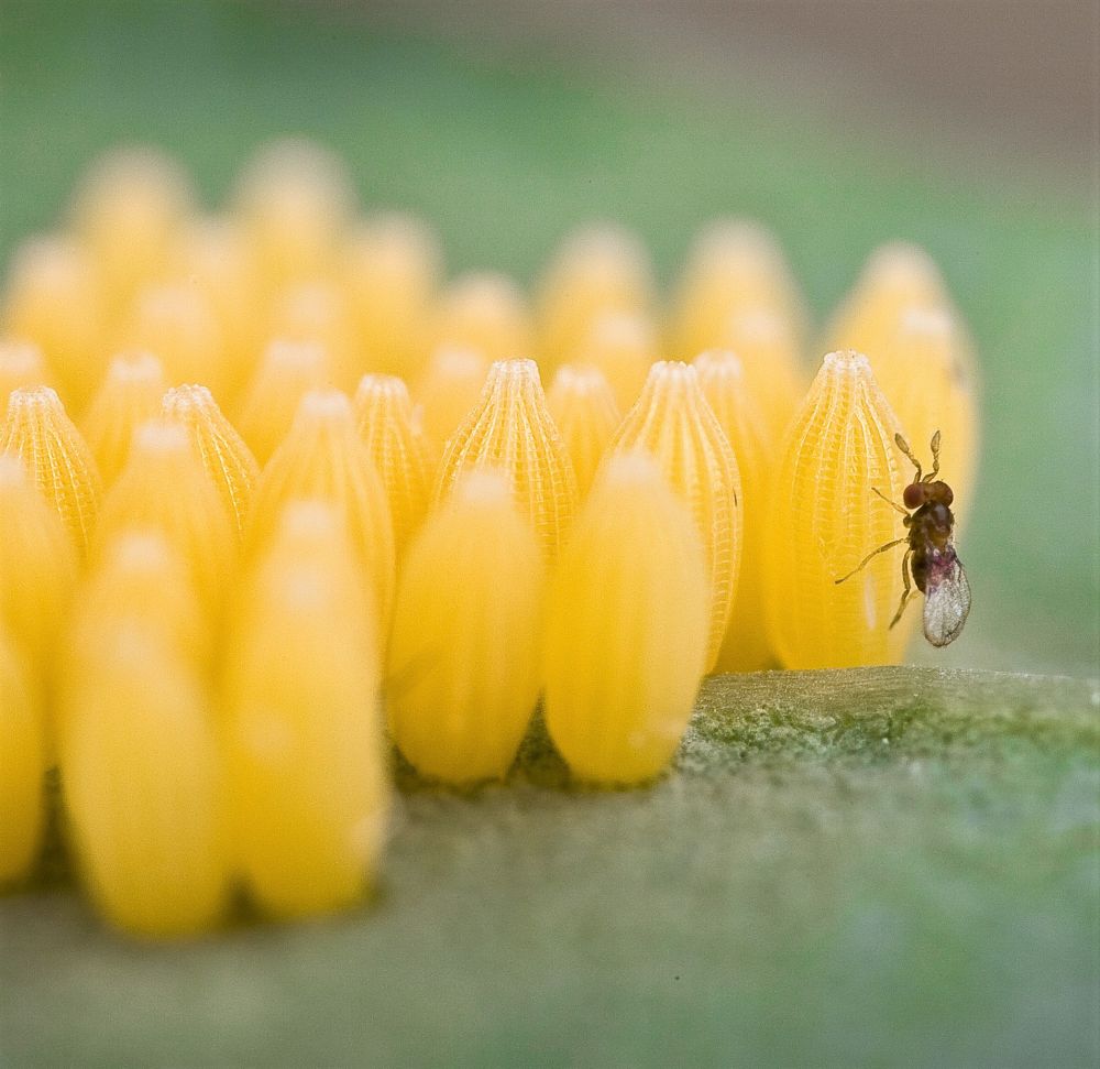 Photo of some yellow butterfly eggs of the Large White, Pieris brassicae, with a tiny Trichogramma parasitoid sitting on the side. Photo by Nina Fatouros. 