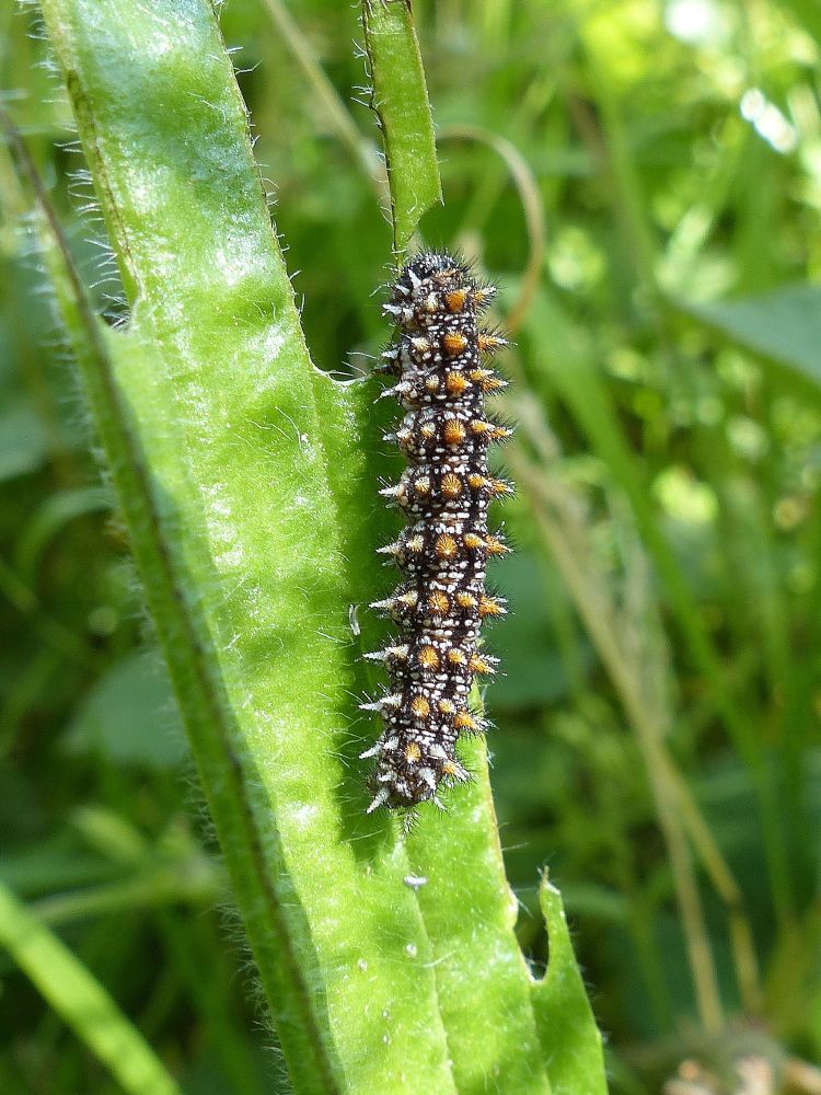 Photo of a spiny caterpillar of the Heath Fritillary, Mellicta athalia