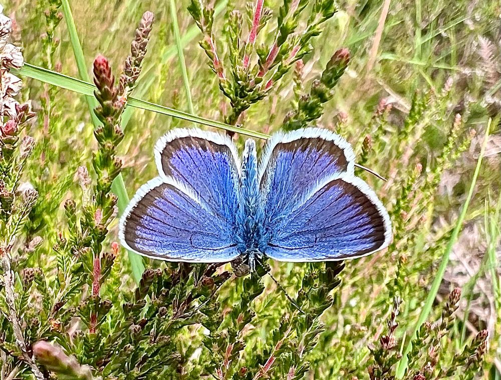 Bright blue wings of the Silver-studded Blue