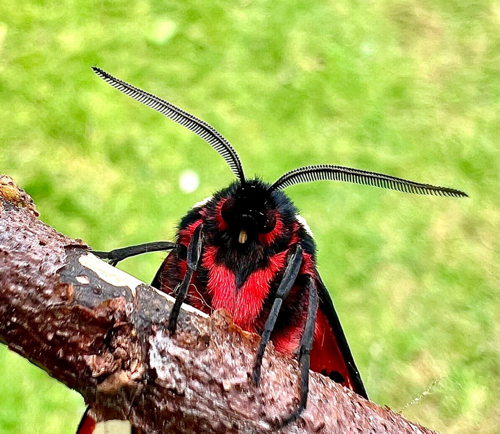 A head of view of a Cream-spot Tiger, showing feathered antennae and bright red hairs and black legs