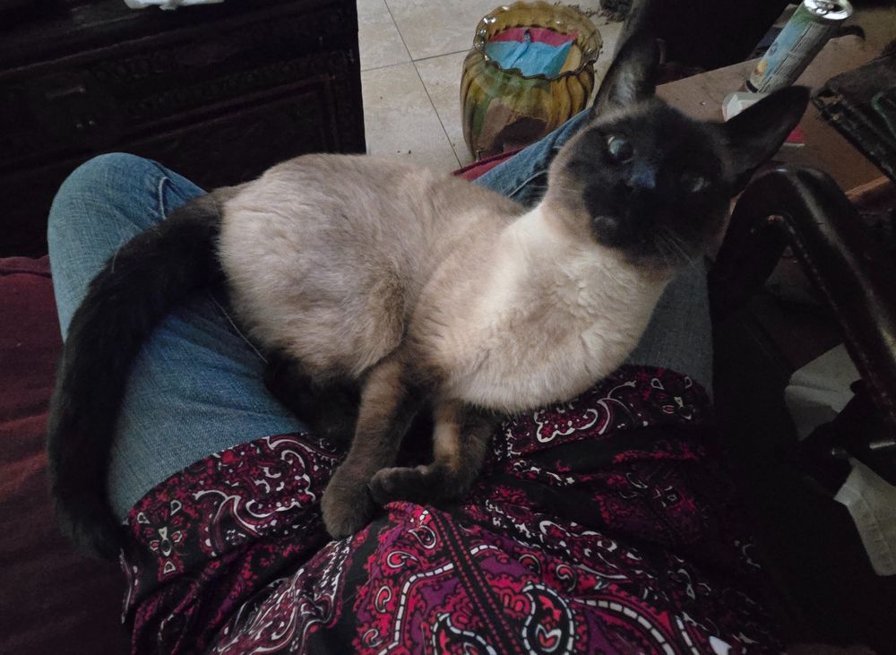 A Siamese cat is curled in the cradle of my cross-legged lap. Because of his position, his center torso is the lowest part of him, with his butt slightly raised and his front paws crookedly in front of him. His head is tilted back, his ears look enormous, and he is looking at me with crossed eyes, somehow looking both very offended and also drunk.