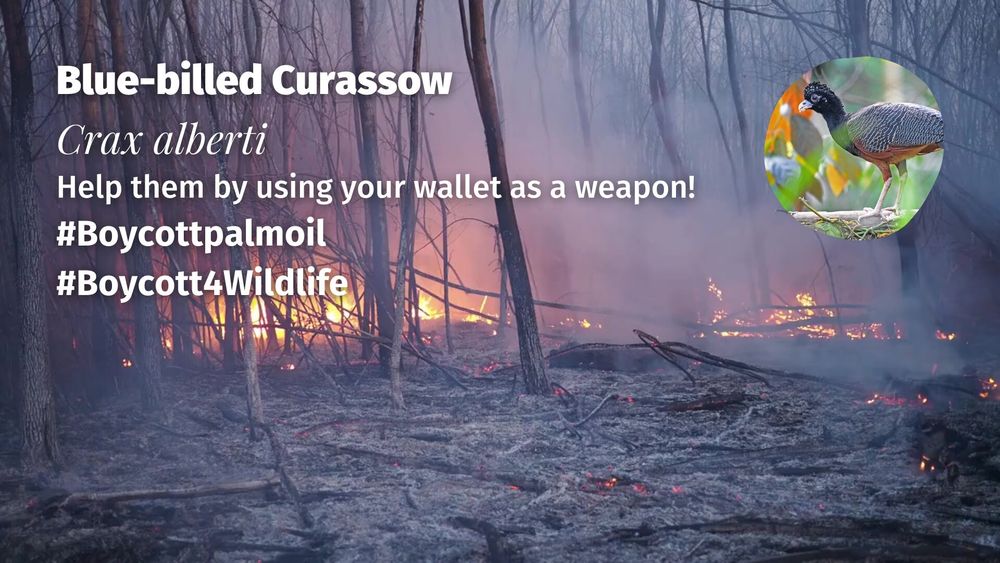 Stunning turkey-like #birds, blue-billed #Currasows 🪿🦜 are critically #endangered in #Colombia 🇨🇴 due to #PalmOil, illegal #Coca, soy and meat #deforestation. Help them and be #vegan 🥩🩸⛔️ #BoycottPalmOil 🌴🩸🚜🔥🚫 #Boycott4Wildlife @palmoildetect.bsky.social https://palmoildetectives.com/2021/02/18/blue-billed-curassow-crax-alberti/