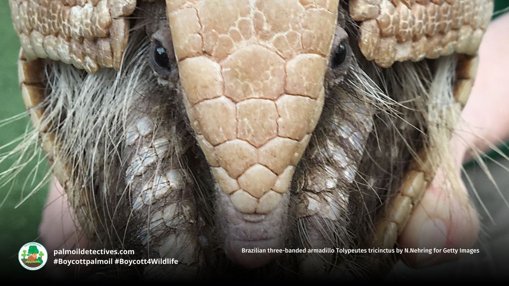 Resilient Brazilian three-banded #armadillos are fascinating real-life #pokemon of #SouthAmerica. They're vulnerable from #palmoil meat and soy #deforestation in #Brazil. Resist their #extinction! Be #vegan #Boycottpalmoil #Boycott4Wildlife @palmoildetect.bsky.social https://wp.me/pcFhgU-8R9 