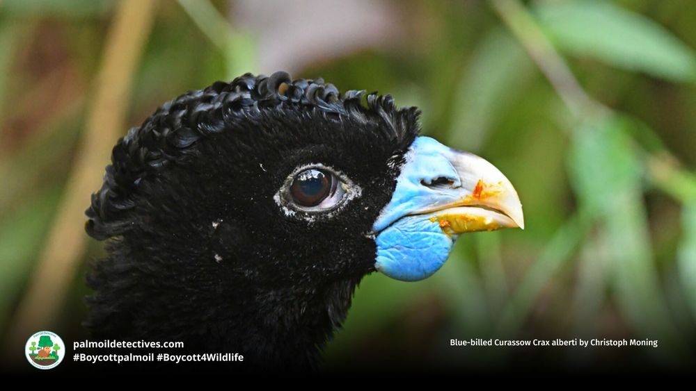 Stunning turkey-like #birds, blue-billed #Currasows 🪿🦜 are critically #endangered in #Colombia 🇨🇴 due to #PalmOil, illegal #Coca, soy and meat #deforestation. Help them and be #vegan 🥩🩸⛔️ #BoycottPalmOil 🌴🩸🚜🔥🚫 #Boycott4Wildlife @palmoildetect.bsky.social https://palmoildetectives.com/2021/02/18/blue-billed-curassow-crax-alberti/